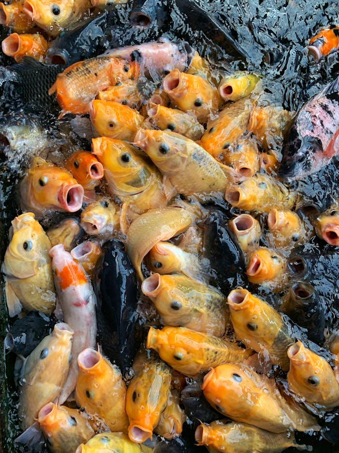 our-journey-03 Vibrant koi fish gather in a pond, showcasing nature's beauty in Kecamatan Kademangan, Indonesia.