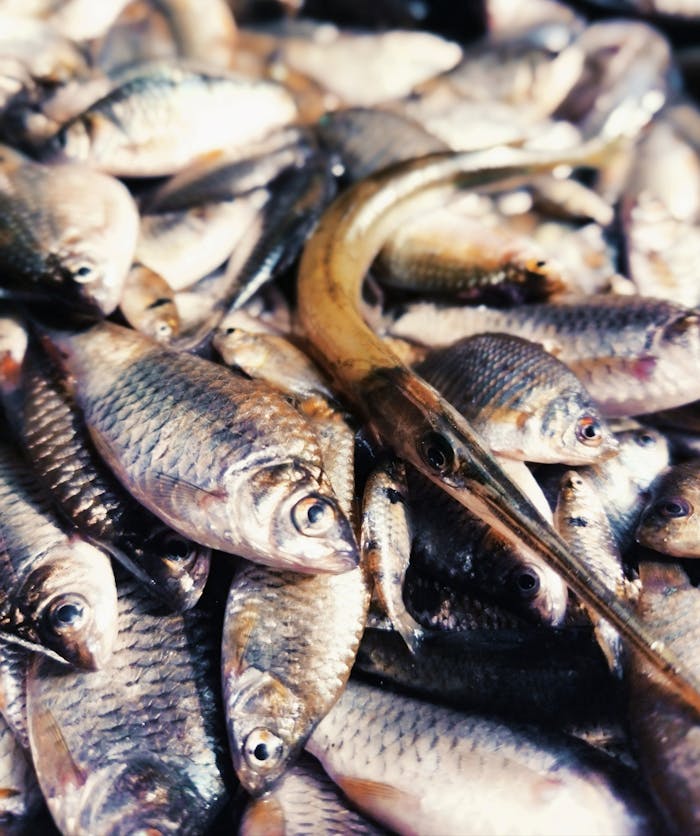 our-journey-01 A detailed view of various freshwater fishes freshly caught, displayed in a local market in Bihar, India.