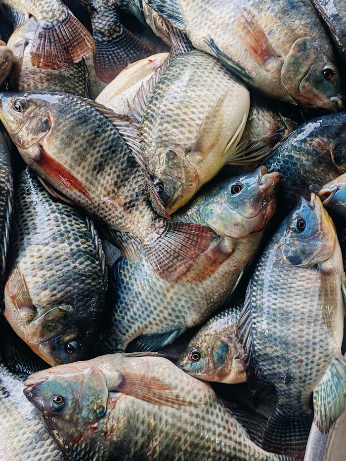 Close-up of fresh tilapia fish stacked together at a market, showcasing freshness and industry.