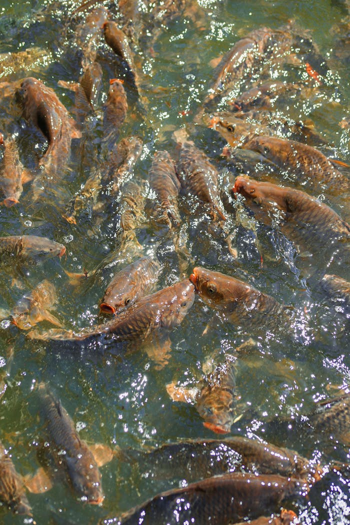 services-01 A lively scene of carp swimming in a sunlit pond, showcasing natural beauty.