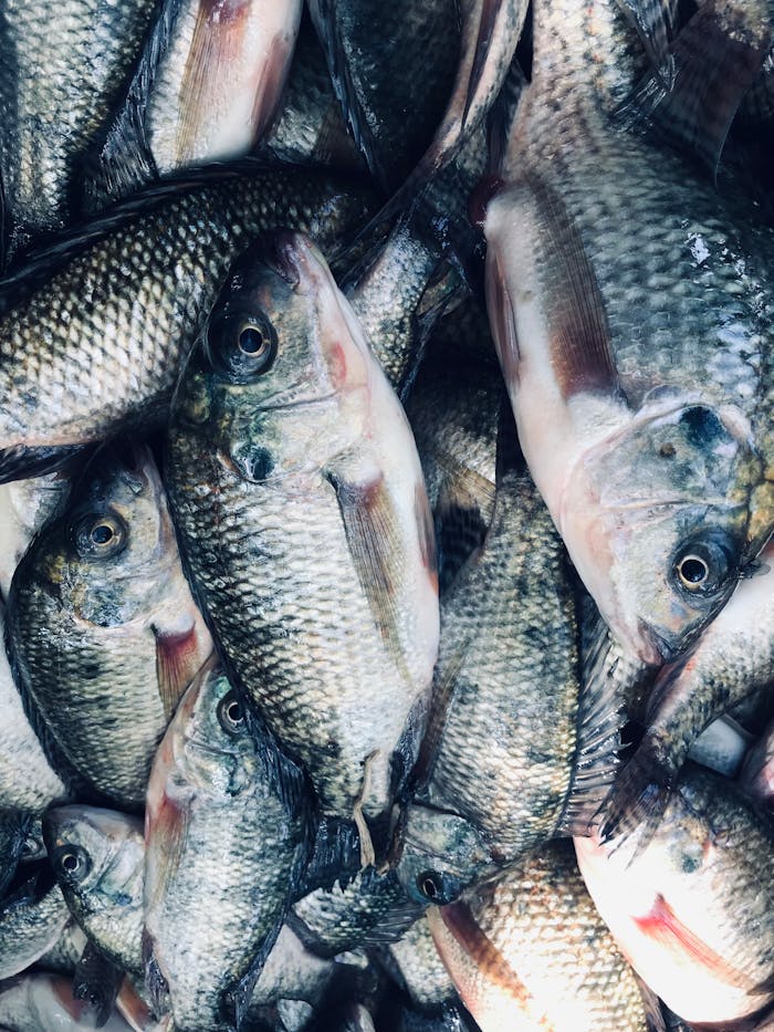 our-journey-02 A vertical shot of freshly caught tilapia fish stacked together in Hawassa, Ethiopia.