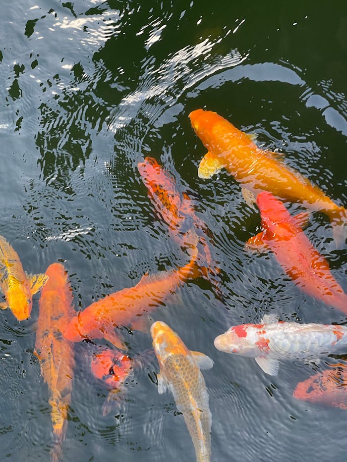 services-02 Colorful koi fish gracefully swimming in a serene outdoor pond.