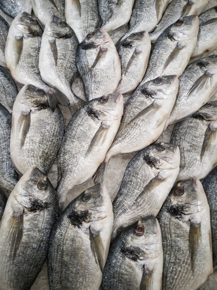 Close-up of fresh sea bream fish stacked on ice at a seafood market, highlighting freshness and quality.