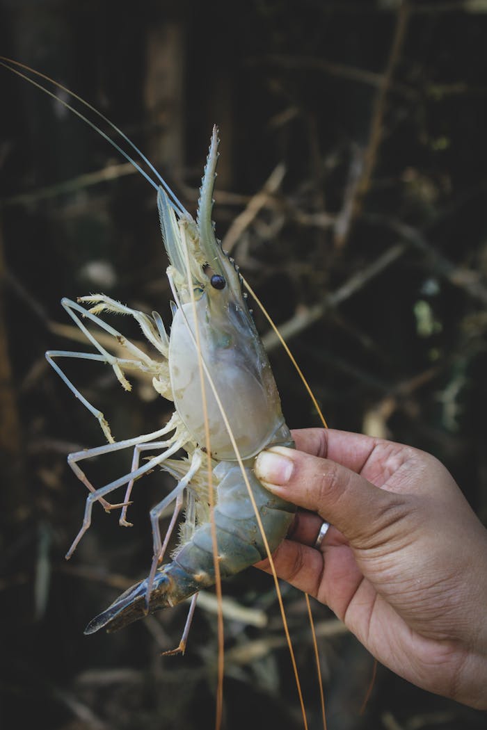 services-04 A large shrimp being held in hand, showcasing its details. Captured outdoors in Odisha.