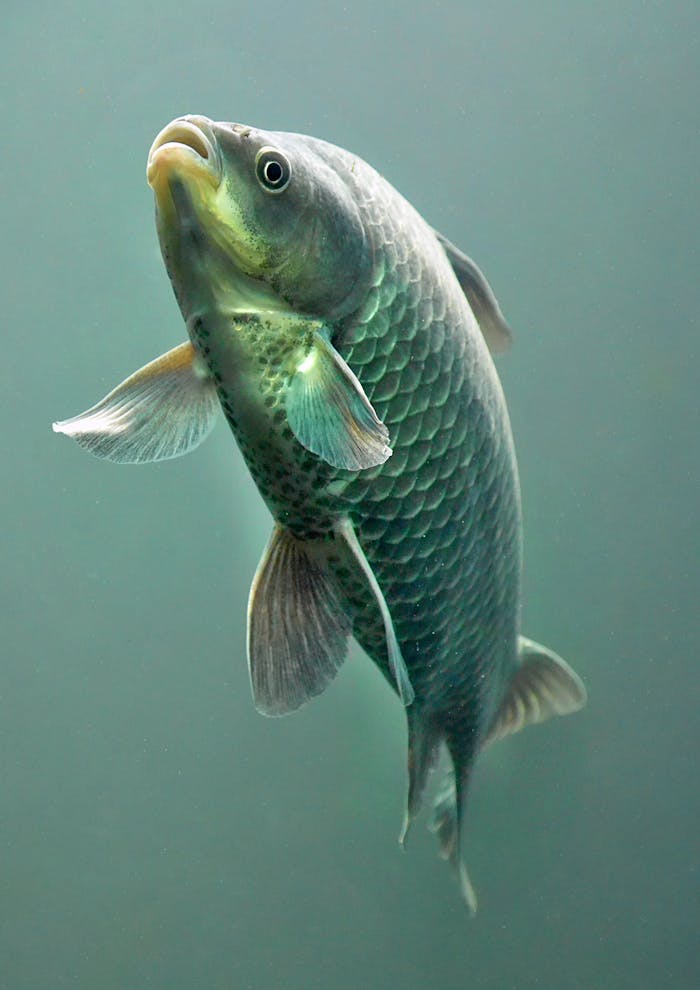 who-we-are A detailed underwater shot of a common carp swimming gracefully, showcasing its unique scales and fins.