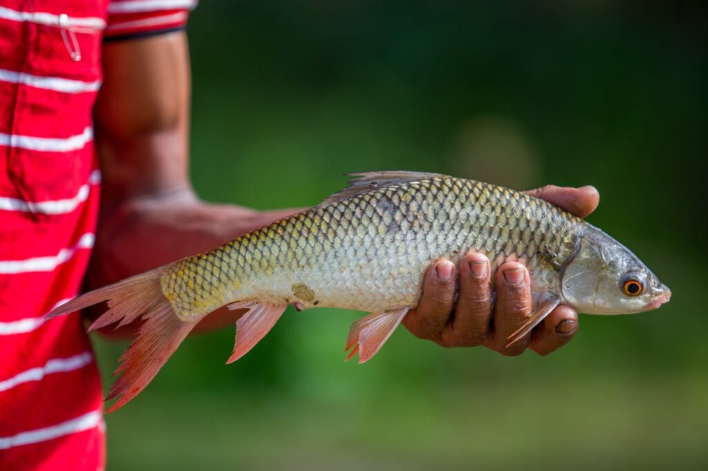 Close-up of a fisherman holding a Rohu fish in Chattogram, Bangladesh, showcasing local fishing culture.