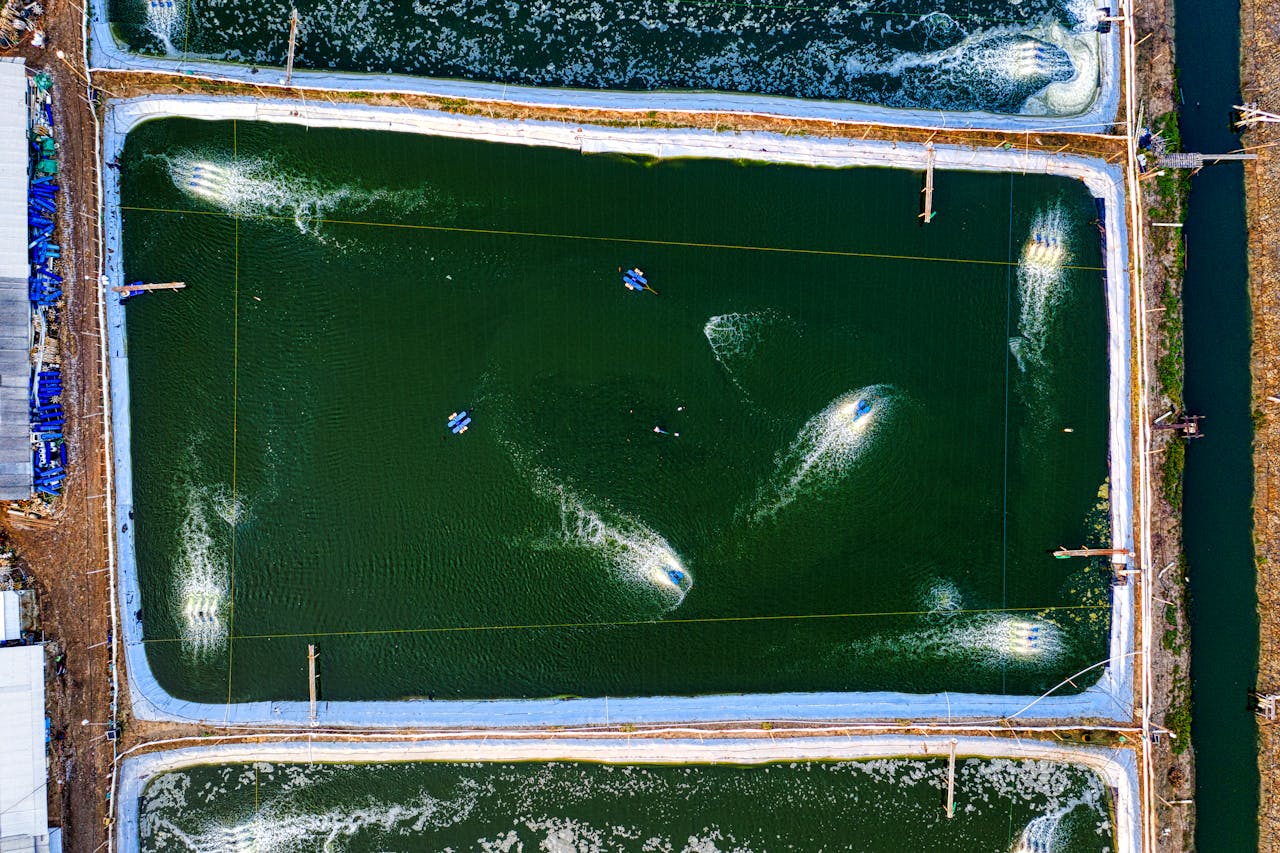 Drone view of rectangular shaped ponds with swimming fish in rippled water in countryside