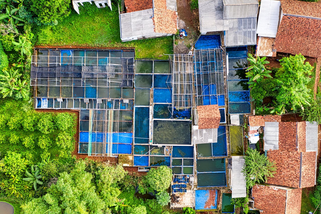 services-03 Top view abundance of separated wet agricultural rice plantations located near residential buildings in suburb area with tall green trees